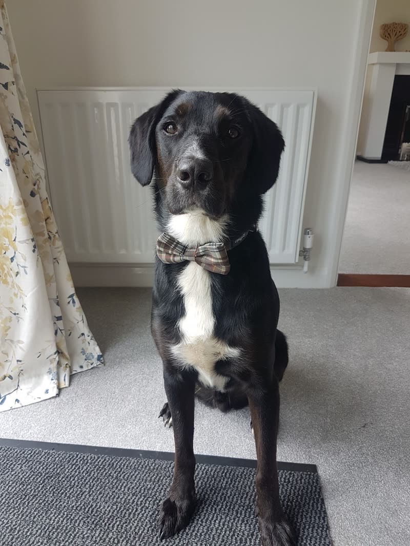 A black and white dog sitting on a living-room carpet after its groom, wearing a patterned bow tie