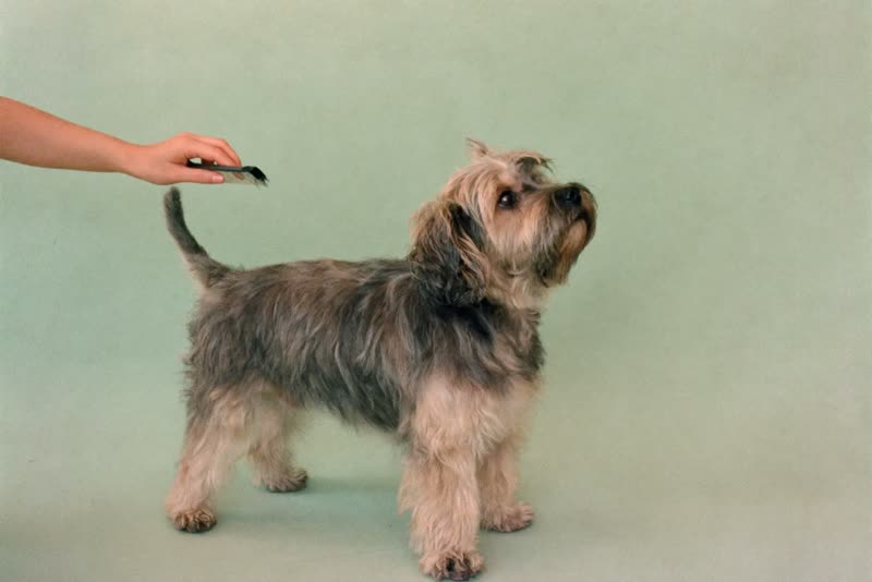 A shaggy small dog waiting for its groom